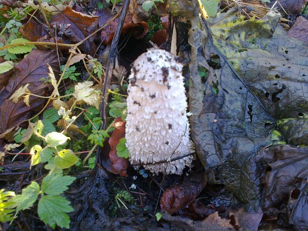 hnojník obyčajný Coprinus comatus (O.F. Müll.) Pers.