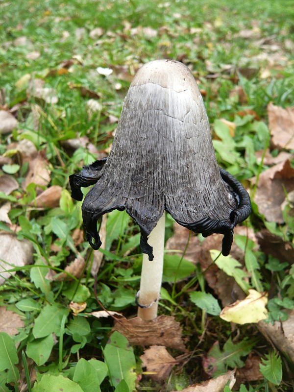 hnojník obyčajný Coprinus comatus (O.F. Müll.) Pers.