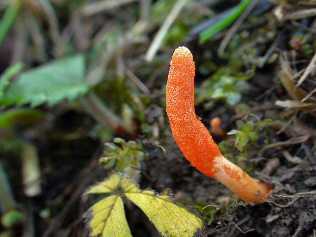 žezlovka hmyzová Cordyceps militaris (Fr.) Link