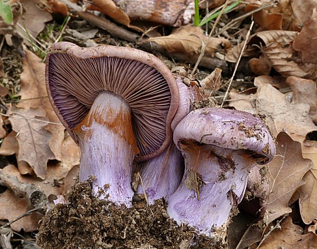 pavučinovec Cortinarius sp.