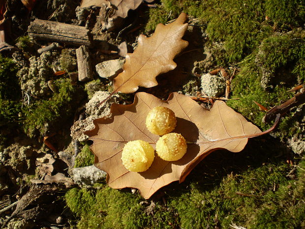 hrčiarka dubová Cynips quercusfolii