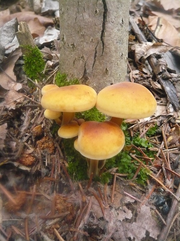 plamienka Flammulina sp.