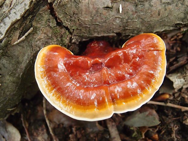 lesklokôrovka obyčajná Ganoderma lucidum (Curtis) P. Karst.