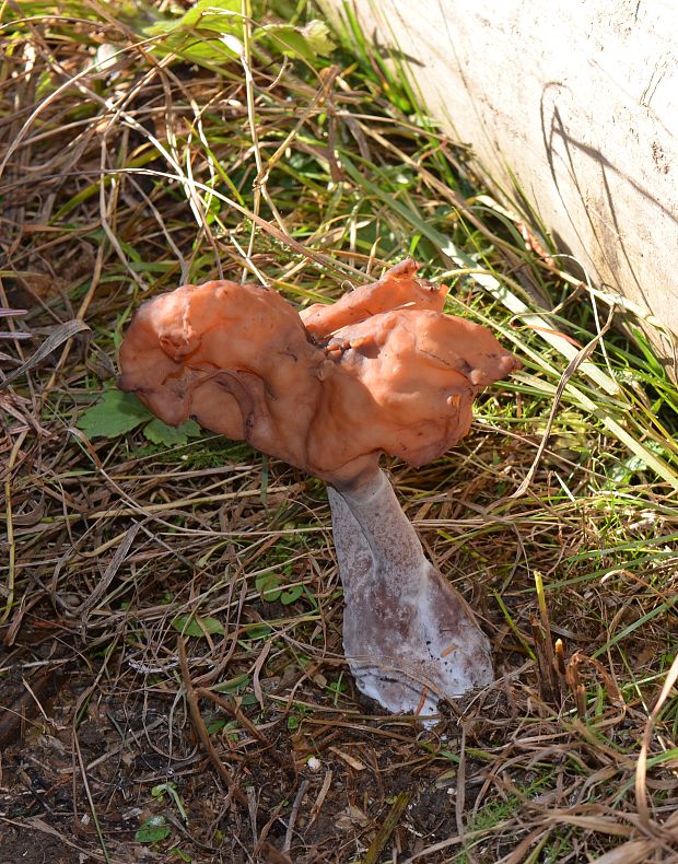 ušiak mitrovitý Gyromitra infula (Schaeff.) Quél.