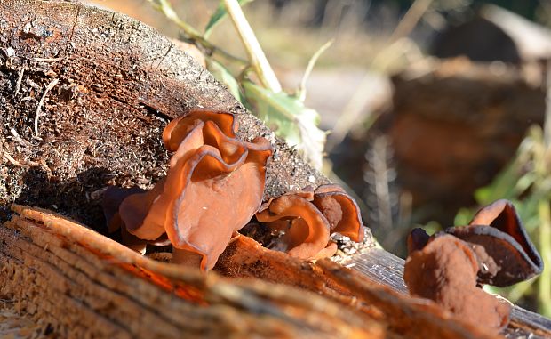 ušiak mitrovitý Gyromitra infula (Schaeff.) Quél.