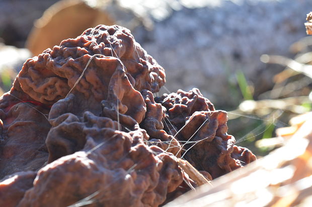 ušiak mitrovitý Gyromitra infula (Schaeff.) Quél.