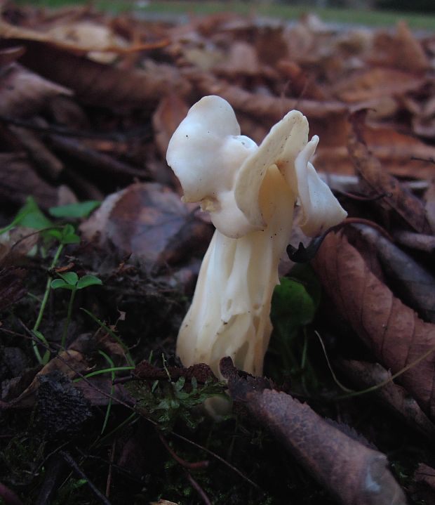 chriapač kučeravý Helvella crispa (Scop.) Fr.