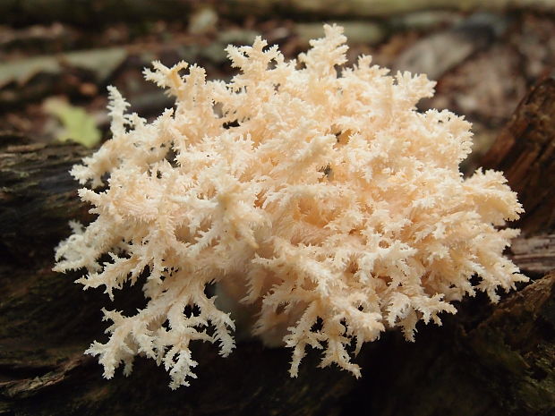 koralovec bukový Hericium coralloides (Scop.) Pers.