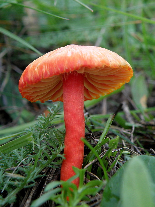 lúčnica šarlátová Hygrocybe coccinea (Schaeff.) P. Kumm.