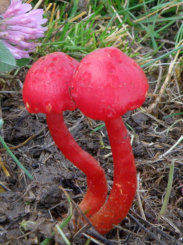 lúčnica šarlátová Hygrocybe coccinea (Schaeff.) P. Kumm.