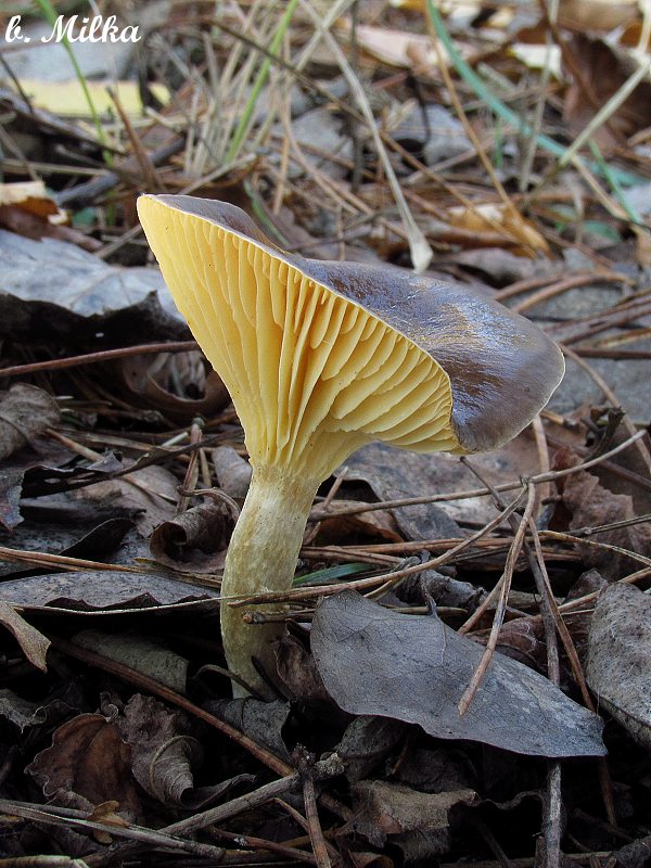 šťavnačka mrazová Hygrophorus hypothejus (Fr.) Fr.