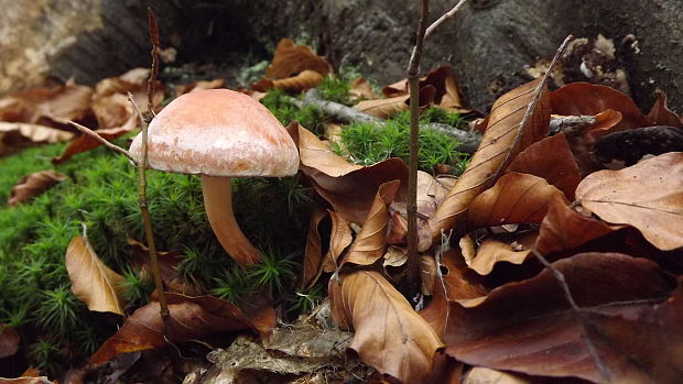 strapcovka maková Hypholoma capnoides (Fr.) P. Kumm.