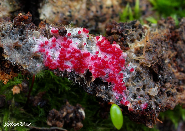 hubožer ružový Hypomyces rosellus (Alb. & Schwein.) Tul. & C. Tul.