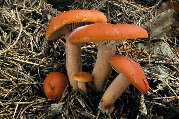 rýdzik pomarančový Lactarius aurantiacus (Pers.) Gray