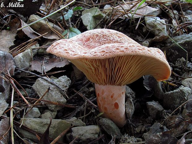 rýdzik pravý Lactarius deliciosus (L.) Gray