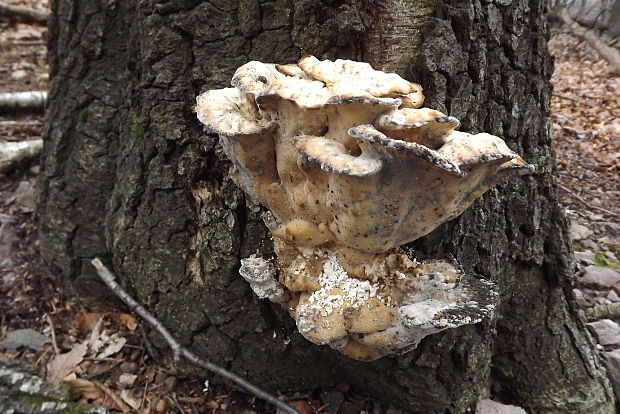 sírovec obyčajný Laetiporus sulphureus (Bull.) Murrill