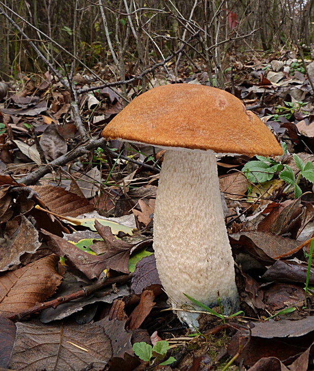 kozák osikový Leccinum albostipitatum den Bakker & Noordel.