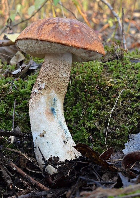 kozák osikový Leccinum albostipitatum den Bakker & Noordel.