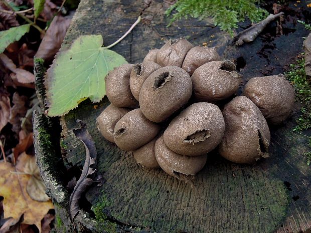 prášnica hruškovitá Lycoperdon pyriforme Schaeff.