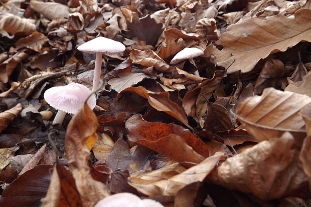 prilbička  Mycena