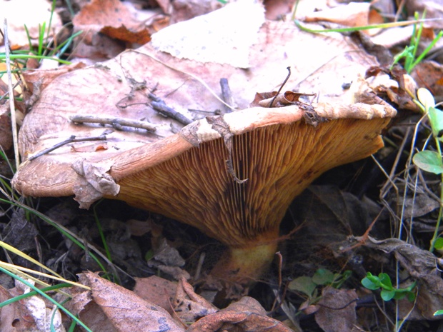 čechračka podvinutá Paxillus involutus (Batsch) Fr.