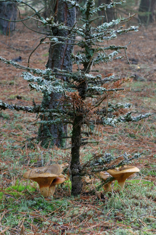 čechračka podvinutá Paxillus involutus (Batsch) Fr.