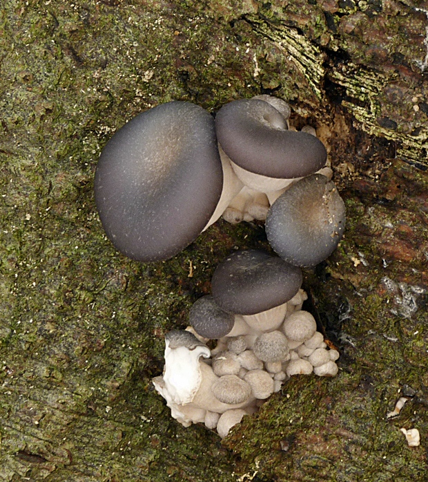 hliva ustricovitá Pleurotus ostreatus (Jacq.) P. Kumm.