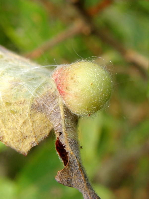 piliarka / pilatka Pontania gallarum  Hartig, 1837