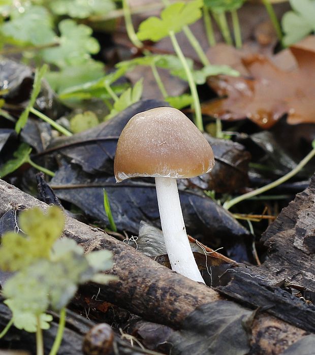 drobuľka Psathyrella sp.