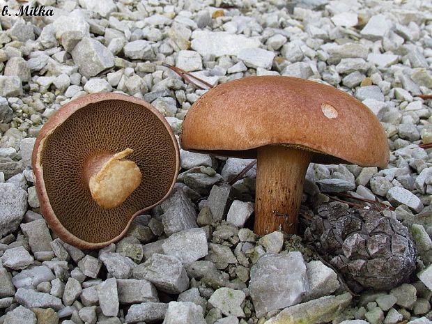 masliak kravský Suillus bovinus (Pers.) Roussel