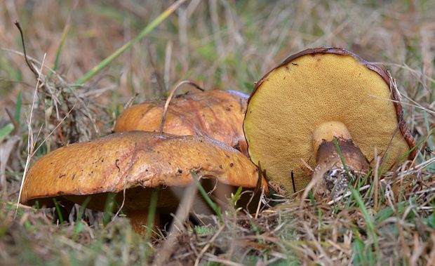 masliak obyčajný Suillus luteus (L.) Roussel