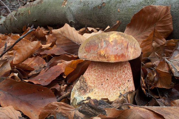 hríb zrnitohlúbikový Sutorius luridiformis (Rostk.) G. Wu & Zhu L. Yang