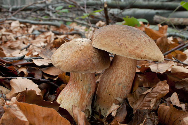 hríb zrnitohlúbikový Sutorius luridiformis (Rostk.) G. Wu & Zhu L. Yang