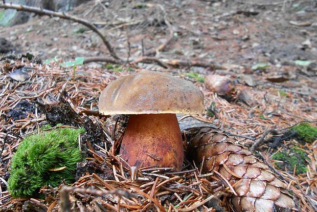 hríb zrnitohlúbikový Sutorius luridiformis (Rostk.) G. Wu & Zhu L. Yang