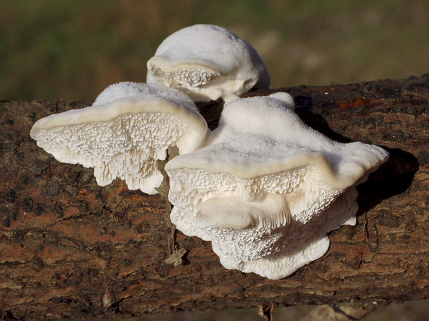 trúdnikovec voňavý Trametes suaveolens (L.) Fr.