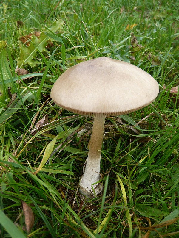 pošvovec Volvariella sp.