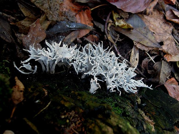 drevnatec parohatý Xylaria hypoxylon (L.) Grev.