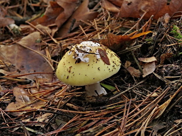 muchotrávka slamovožltá Amanita gemmata (Fr.) Bertill.