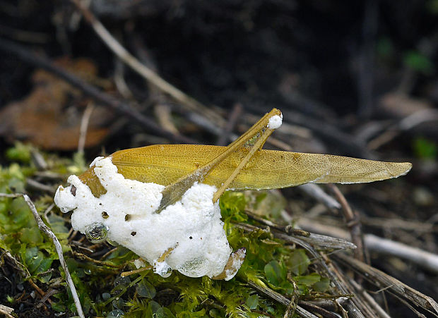 bovéria Beauveria sp.