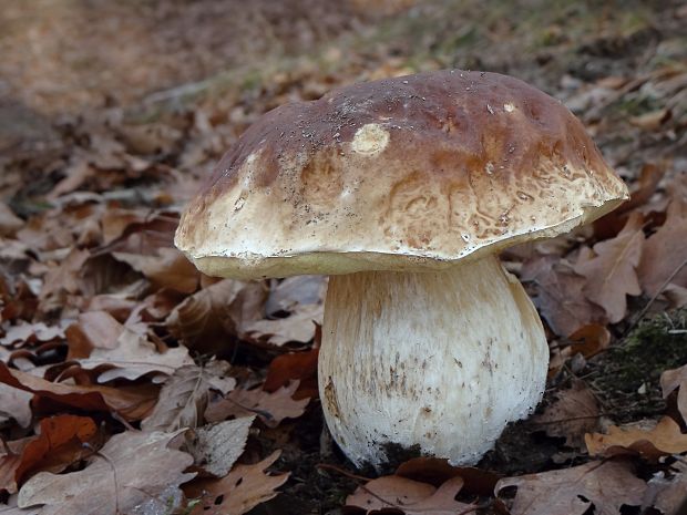 hríb smrekový Boletus edulis Bull.