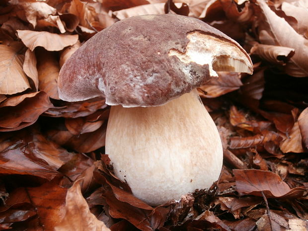 hríb sosnový Boletus pinophilus Pil. et Dermek in Pil.