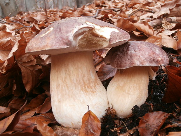 hríb sosnový Boletus pinophilus Pil. et Dermek in Pil.