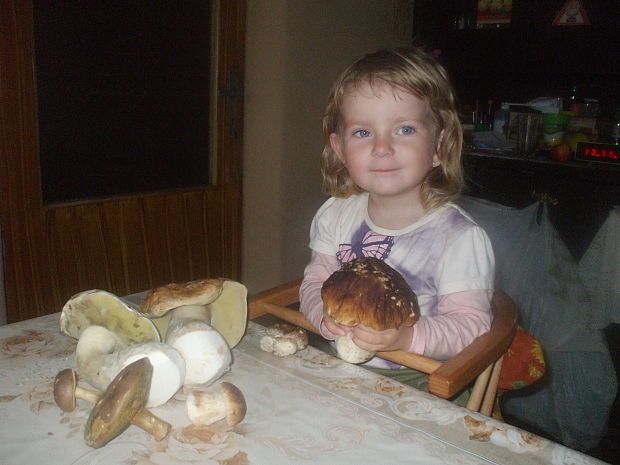 hríb dubový Boletus reticulatus Schaeff.