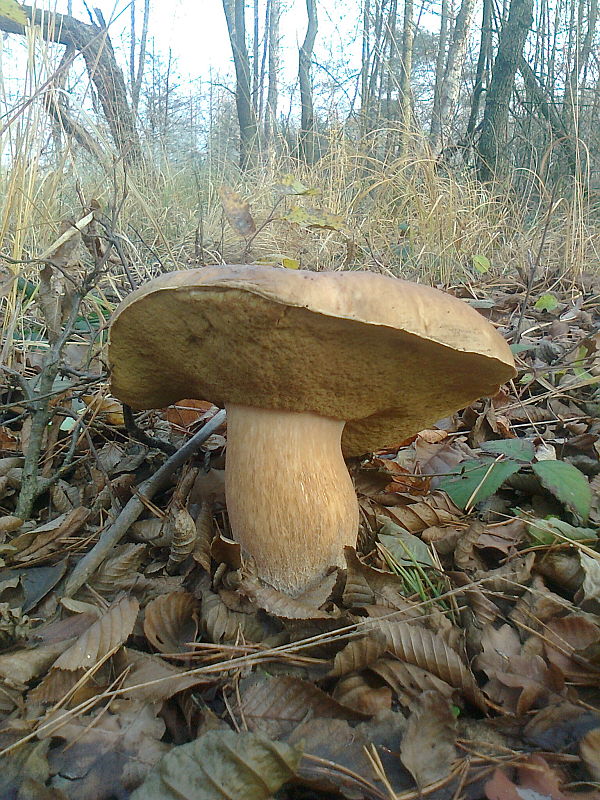 hríb dubový Boletus reticulatus Schaeff.