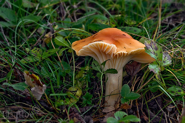 lúčnica statná Cuphophyllus pratensis (Fr.) Bon