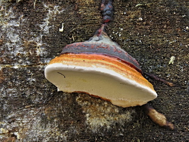 práchnovček pásikavý Fomitopsis pinicola (Sw.) P. Karst.