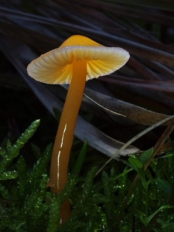 lúčnica žltozelená Gliophorus psittacinus (Schaeff.) Herink