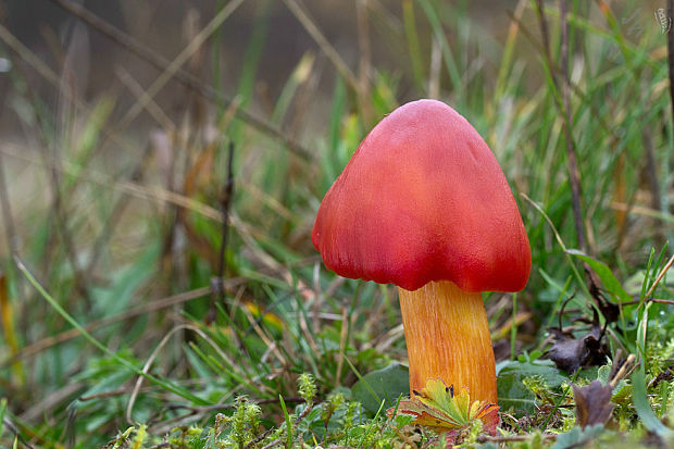 lúčnica granátovočervená Hygrocybe punicea (Fr.) P. Kumm.