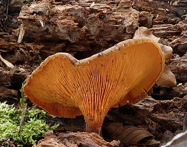 líška hrdzavá Hygrophoropsis rufa  (D.A. Reid) Knudsen