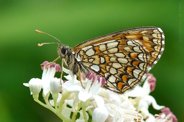 hnedáčik veronikový Melitaea aurelia